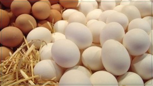 المنستير: حجز 60 ألف بيضة بمستودع في جمّال