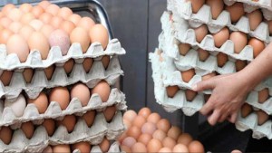 سوسة: حجز أكثر من 20 ألف بيضة