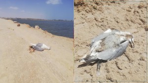صفاقس : نفوق العشرات من الطيور بسبب مرض ''نيوكاستل'' (صور)