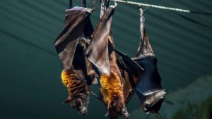 تنقله الخفافيش: غانا تسجّل حالتي وفاة بفيروس 'ماربورغ ' القاتل