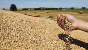 نقابة الفلاحين: سنلجأ إلى توريد القمح الصلب واللين بحلول جانفي.. والجوع قد يهدد البلاد (فيديو)