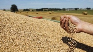 ديوان الحبوب: كميات الحبوب المجمّعة بلغت 7.5مليون قنطار