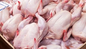 غرفة الدواجن: أسعار الكيلوغرام من الدجاج لن تتجاوز 8500 في الفترة القادمة(فيديو)