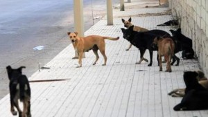 ساقية الدائر : الشرطة البلدية تقوم بقنص الكلاب السائبة