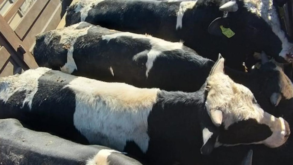عضو في اتحاد الفلاحة: بين 25 و30 بالمائة من قطيع الأبقار مصاب السل(فيديو)