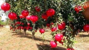 قابس : توقعات بانتاج 20 الف طن من الرمان