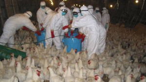 اليابان : إعدام أكثر من 1.5 مليون دجاجة بسبب أنفلونزا الطيور