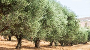 كمال القرقوري: أشجار الزيتون بصفاقس و الساحل بلغت مرحلة الشيخوخة