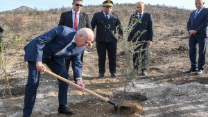 قيس سعيد : سنزرع مليوني شجرة زيتون بمشاتل تونسية