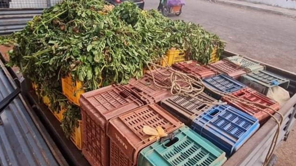 سيدي بوزيد : بيع 1.5 طنّ من البطاطا بعد حجزها على متن شاحنة