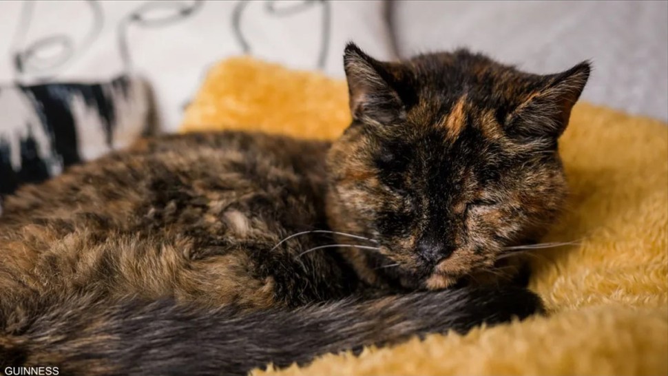"فلوسي" تدخل موسوعة غينيس كأكبر قطة حية في العالم