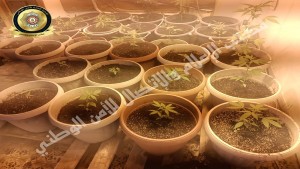 العاصمة: الإحتفاظ بمروج مخدّرات يزرع "الماريخوانا" بمنزله