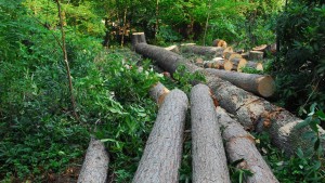 القصرين: الاحتفاظ بشخصين من أجل قطع 30 شجرة صنوبر حلبي دون رخصة