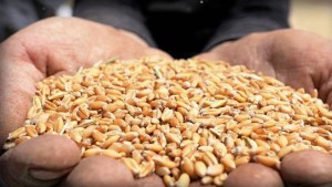 تونس تطرح مناقصة لشراء 175 ألف طن من القمح والشعير