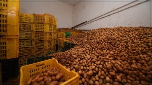 بنزرت: حجز 4.5 اطنان من البطاطا بوحدة صناعية غير مصرح وإيقاف صاحبها