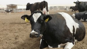 عميد البياطرة :  أكثر من 30 بالمائة من الأبقار مصابة بالسلّ