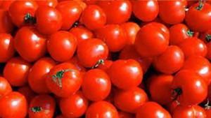 خرباش: انتاج الطماطم سينخفض بسنبة 50 بالمائة هذه السنة (فيديو)