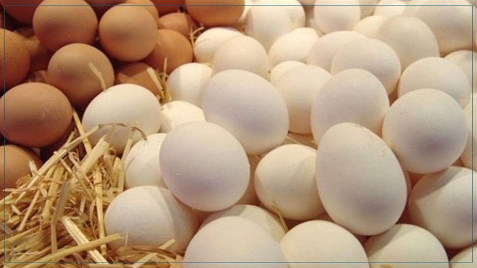 الجمعية التونسية لمنتجي بيض الإستهلاك