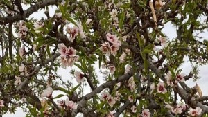 مهرجان الزلوز 