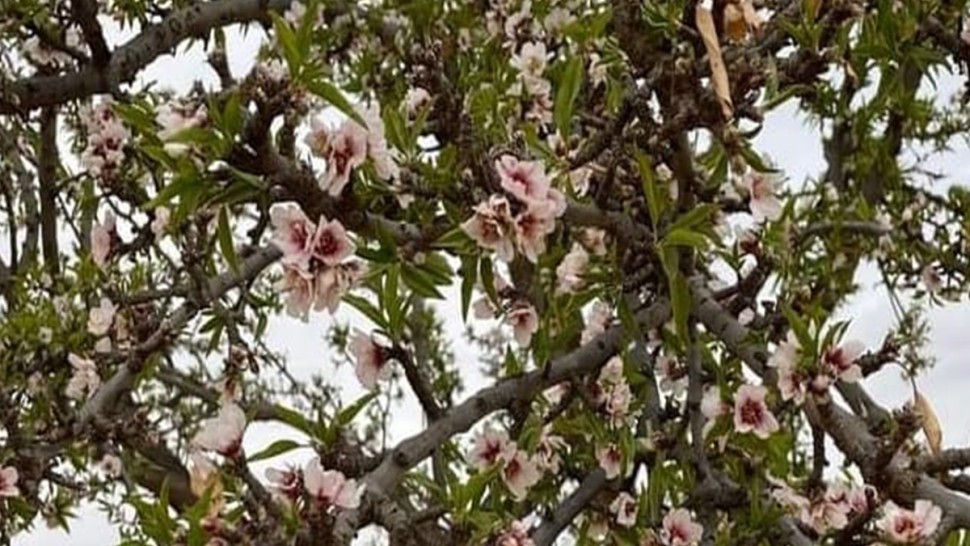 مهرجان الزلوز 