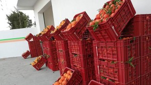 برتقال تونس