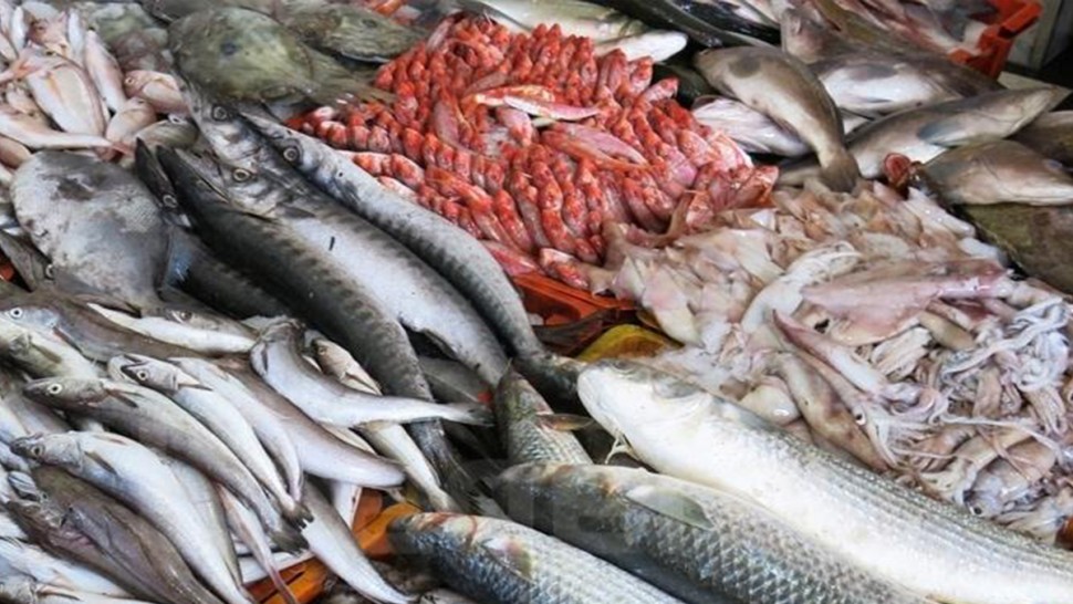 الميزان التجاري لمنتوجات الصيد البحري يسجل فائضا بنحو 464 مليون دينار