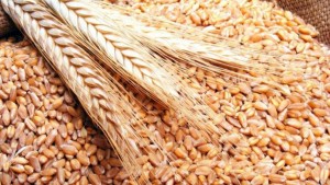 تراجع صادرات أوكرانيا من الحبوب بنسبة 17.7 بالمائة
