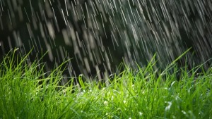 مندوبية الفلاحة بباجة: أمطار هامة ينتظر ان تحسن وضعية الزراعات الكبرى والاشجار المثمرة