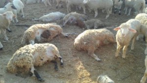 تطاوين: نفوق 37 راسا من الماشية بعد تطعيمهم ضد التسمم المعوي