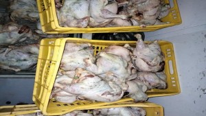 سيدي بوزيد :حجز كمية من لحم الدجاج غير صالح للاستهلاك بمطعم مدرسي
