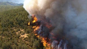 وزارة الفلاحة تدعو إلى مزيد اليقظة والانتباه توقيا من الحرائق خلال الموسم الفلاحي الحالي