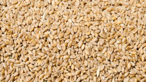 رويترز: تونس تشتري نحو 75 ألف طن من القمح اللين في مناقصة دولية