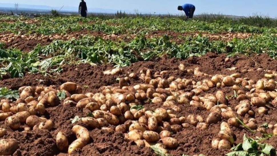 اتحاد الفلاحة بنابل: موسم تقليع البطاطا الفصلية مهدد