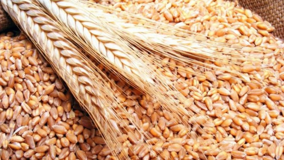 وزارة الفلاحة تعلن عن توفير 700 ألف قنطار من بذور الحبوب
