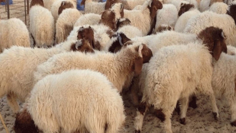 القيروان: 20 جوان موعد افتتاح سوق الأضاحي من المنتج الي المستهلك