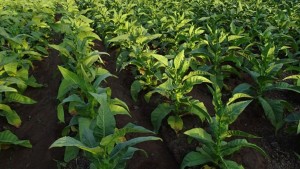 فلاحو التبغ بجندوبة يطلقون صيحة فزع: مشاتل سيئة و الوضع كارثي