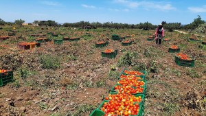 قربة: انطلاق موسم جني الطماطم و المنتجون يطالبون بتعويضات
