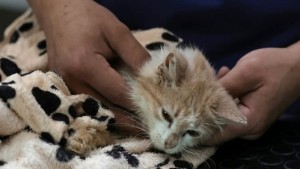 نفوق 300 ألف قط في قبرص بسبب فيروس قاتل