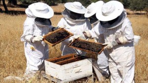 زغوان: 50 بالمائة من خلايا النحل أتلفت بسبب الجفاف وارتفاع الحرارة وقلة الأعلاف