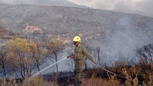 اندلاع 20 حريقا بالغابات التونسية في جويلية