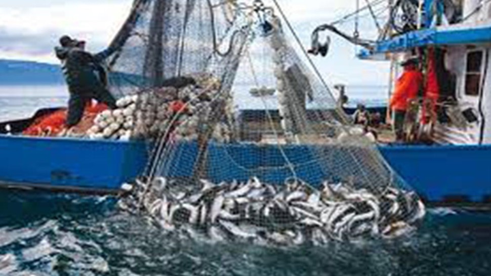 صدور قرارين لإعادة ضبط تركيبة لجنتين استشاريتين لقطاع الصيد البحري