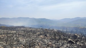 بنزرت : السيطرة على حريق نشب بغابة شعراء وأشجار حلبية بسجنان