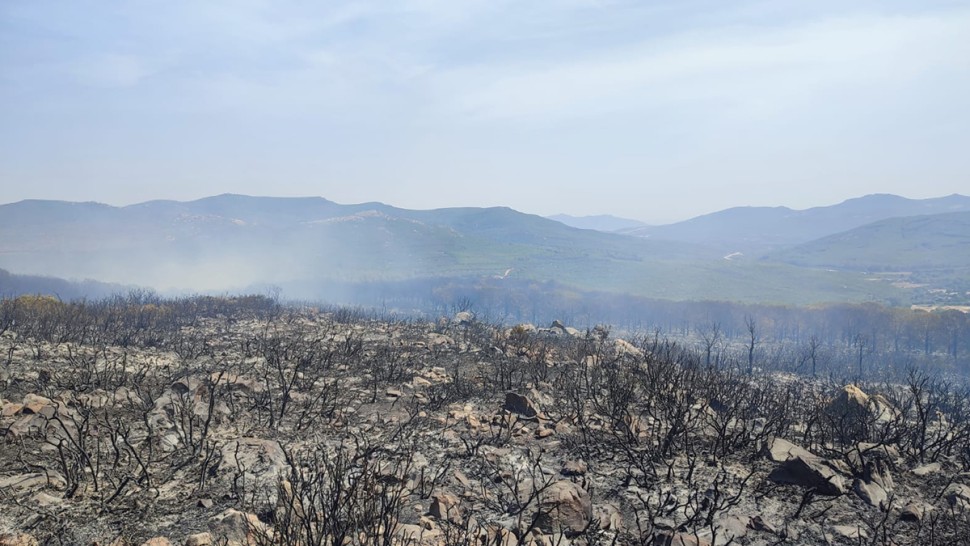 بنزرت : السيطرة على حريق نشب بغابة شعراء وأشجار حلبية بسجنان