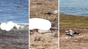صفاقس: بقايا جثث و هياكل عظمية على الشاطئ تثير غضب المواطنين
