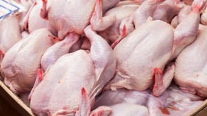 مرصد الفلاحة: إنتاج دجاج اللحم يزيد بنسبة 7.4 بالمائة