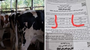 المركب الفلاحي الاخماس: الاعلان عن استشارة للبيع المشروط لأبقار مصابة بالسل قانوني ومعمول به