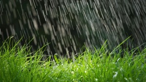 اتحاد الفلاحة يدعو إلى تثمين الأمطار الأخيرة وتوفير بقيّة حاجيات موسم الزراعات الكبرى