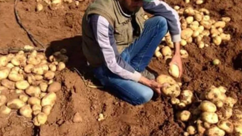 بوعرقوب: تقدم موسم تقليع البطاطا بنسبة 10 بالمائة