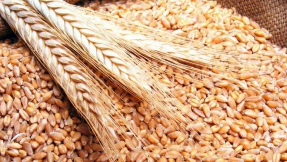 تونس تطرح مناقصة دولية لشراء القمح اللين والصلب والشعير من تجار