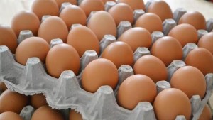جمعية منتجي بيض الاستهلاك : البيض أصبح ملجأ التونسي